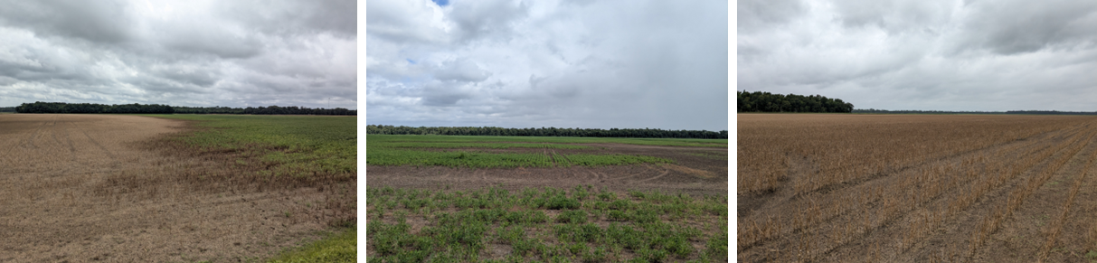 Update on Flood Damage in Soybean from Tropical Storm Arthur